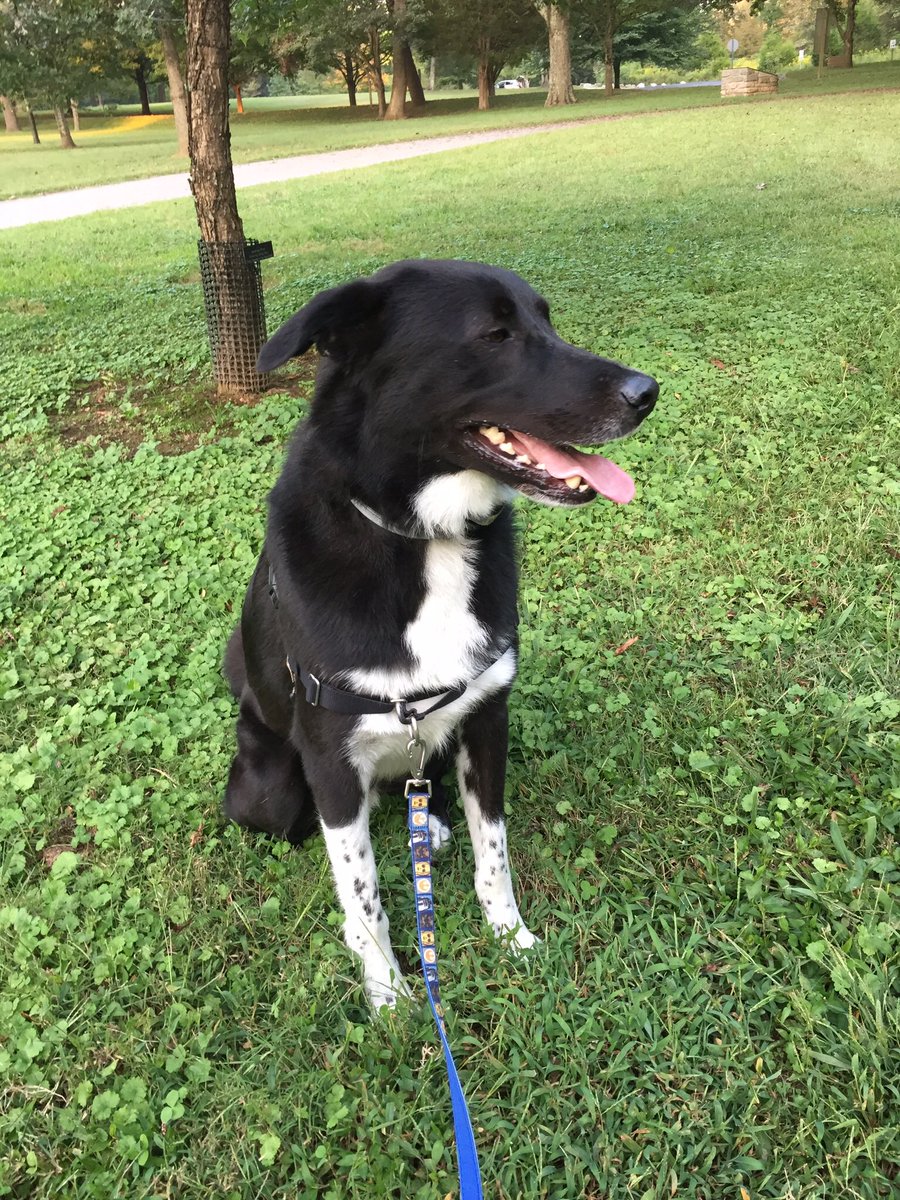 LisaManningVO's tweet photo. @TNProverbs1210 Aww... I remember that day like it was yesterday! Here is Kylo nowβ¦#CaptainDestructo #SweetestDogEver #AdoptDontShop β€οΈπΆππΎ @TNProverbs1210 https://t.co/yViv0unzwb
