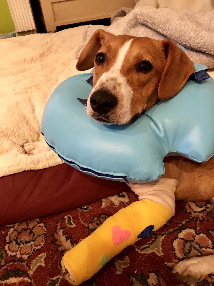 OanaBrooks's tweet photo. When u go to the #perER twice in less than 24 hours, u get freebies and a #designer #cast...#Eddieboy #rescuedog #adoptdontshop #savethemall https://t.co/3wnropBhiA