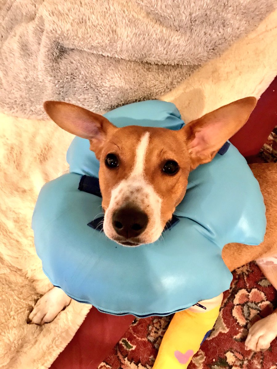OanaBrooks's tweet photo. When u go to the #perER twice in less than 24 hours, u get freebies and a #designer #cast...#Eddieboy #rescuedog #adoptdontshop #savethemall https://t.co/3wnropBhiA