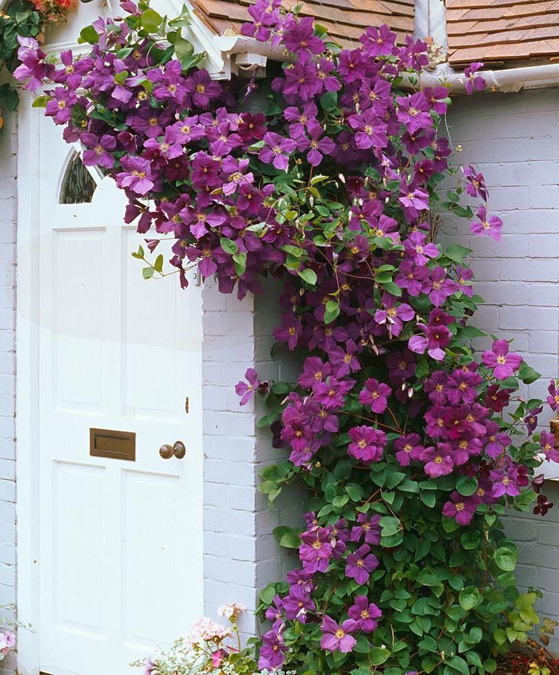 вьюны для дачи. ипомея вьющаяся. вьюны для дачи. вьюн ипомея. клематис вьюнок.