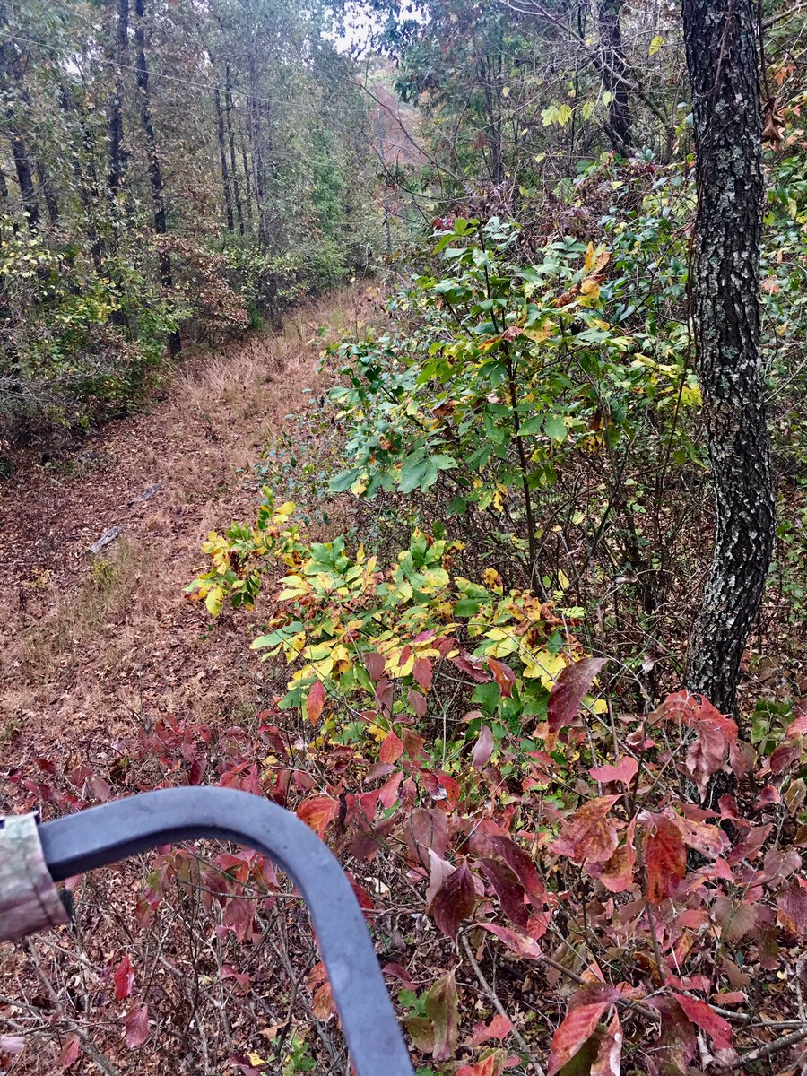felicedennis's tweet photo. We may be in for a bit of fall color in spite of the drought conditions this summer. ππ#fallseasoncolors #reds #yellows #leavesarechanging https://t.co/cC5MAmeJPB