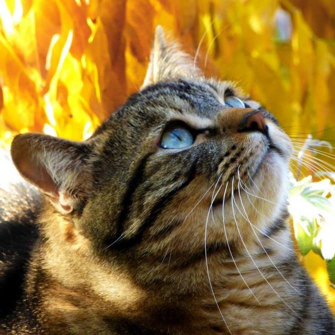 BestCatTips tweet picture