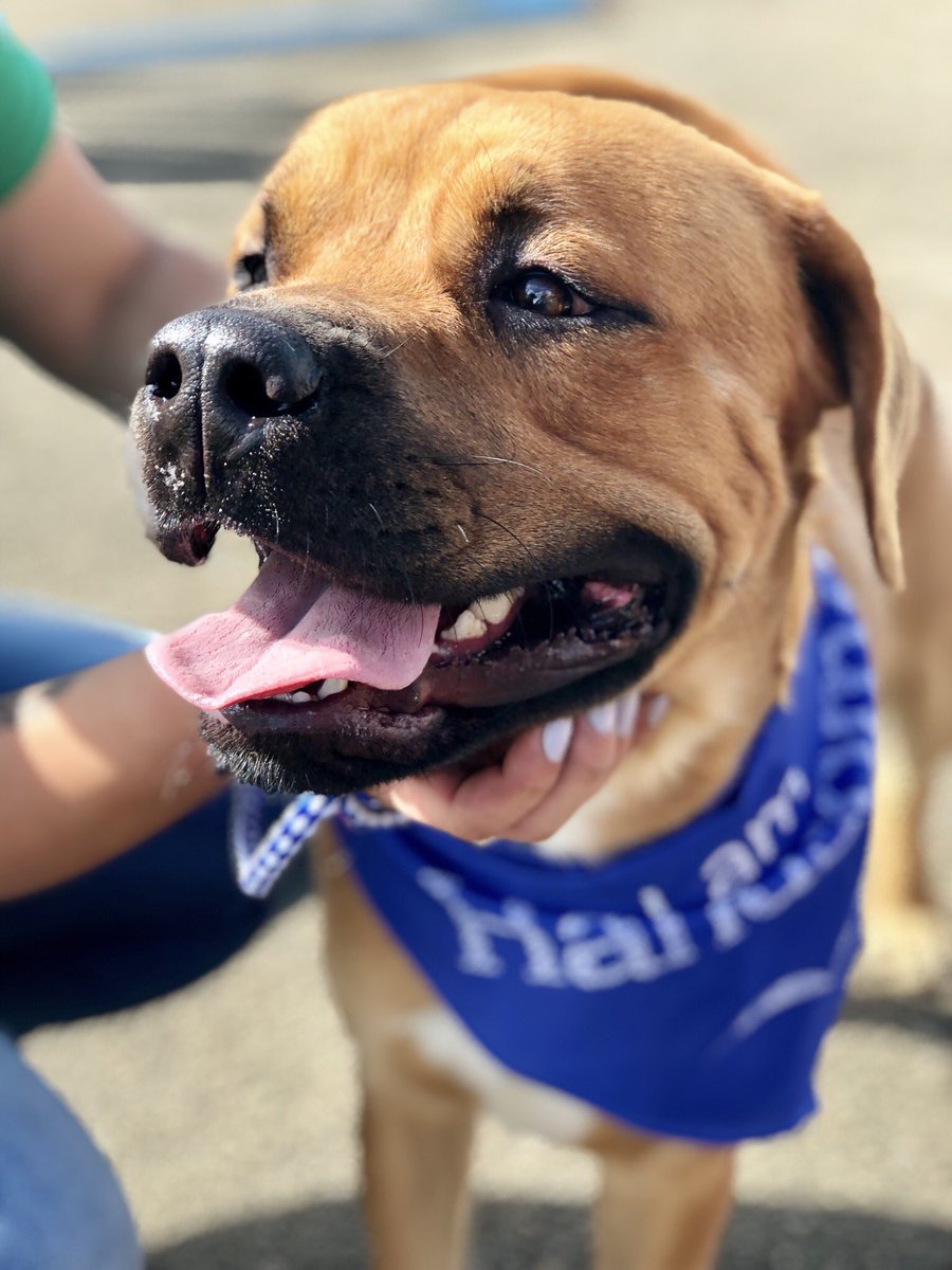 AdoptMiamiPets's tweet photo. Mitchy #A1902933, Chocolate #A1907798, Beauty #A1594951 & Copper #A1903154 are waiting for YOU at the #ASDMegaMatch at Tropical Park! 🐶❤️ https://t.co/Gq6qN4QPUo