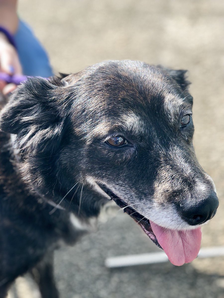 AdoptMiamiPets's tweet photo. Mitchy #A1902933, Chocolate #A1907798, Beauty #A1594951 & Copper #A1903154 are waiting for YOU at the #ASDMegaMatch at Tropical Park! 🐶❤️ https://t.co/Gq6qN4QPUo