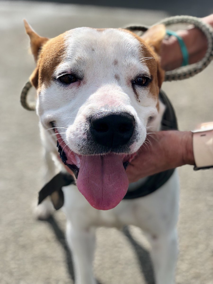 AdoptMiamiPets's tweet photo. Mitchy #A1902933, Chocolate #A1907798, Beauty #A1594951 & Copper #A1903154 are waiting for YOU at the #ASDMegaMatch at Tropical Park! 🐶❤️ https://t.co/Gq6qN4QPUo
