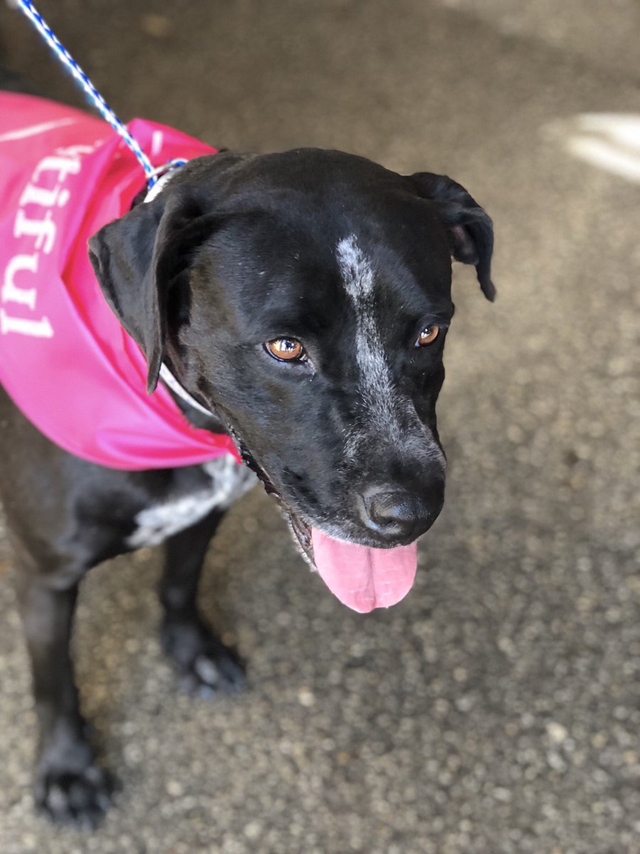 AdoptMiamiPets's tweet photo. Mitchy #A1902933, Chocolate #A1907798, Beauty #A1594951 & Copper #A1903154 are waiting for YOU at the #ASDMegaMatch at Tropical Park! 🐶❤️ https://t.co/Gq6qN4QPUo