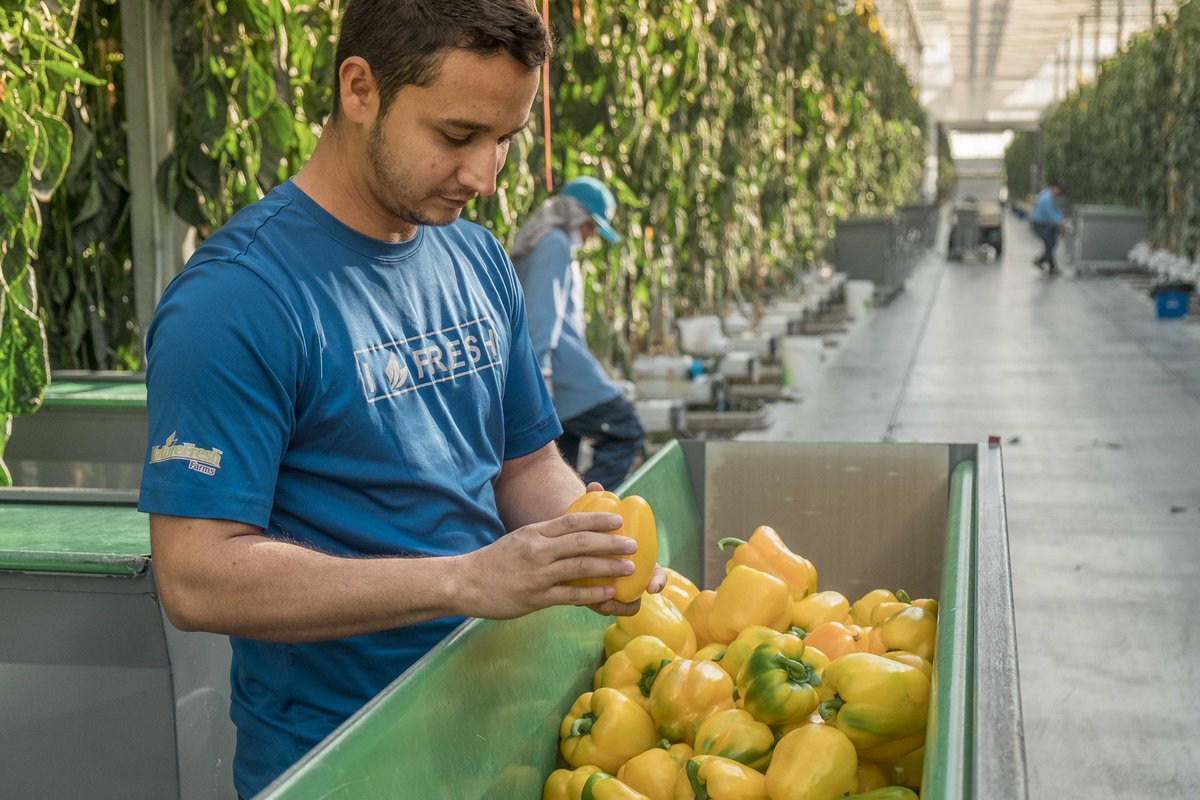 Nature_Fresh's tweet photo. Our hands on approach to growing ensures we give our plants the care they deserve. #HandGrown #UtmostCare https://t.co/n1S1zZjnsl