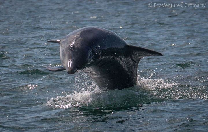 The #MorayFirth, home to the biggest Bottlenose #Dolphins in the world. This one looking particularly well stocked up for the Winter!