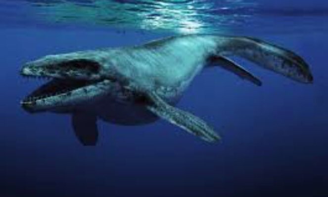 dopeunderwater's tweet photo. How can words describe how excellent this creature is! https://t.co/FGwpKGaK2Z