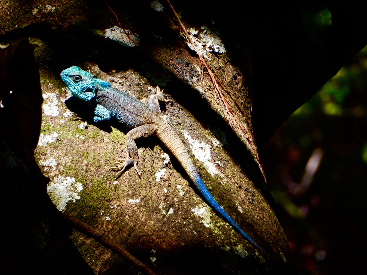 HelenReynolds66's tweet photo. @ExpatsInUganda #expatsguideuganda #PhotographyCompetition
Helen Reynolds
Wildlife/Nature
Entebbe https://t.co/mYZ5JMURWk