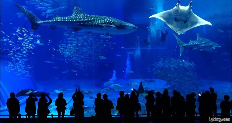 Samurai_Wifi's tweet photo. Okinawa Churaumi Aquarium🇯🇵🐋✨
Cr. Globe Trotter Travel, https://t.co/rxJ20GjQN7
#SamuraiWifi #GlobalWifi #Pocketwifi https://t.co/Zylc6iaRXJ