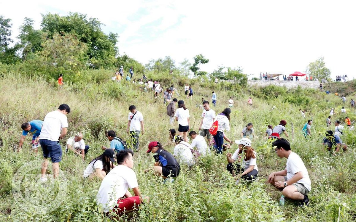 cebugovph's tweet photo. Around 1K molave, narra seedlings planted by Capitol employees, Asia Inspection & PhilCare reps in Sogod, Cebu today. #TreeGrowingInitiative https://t.co/mq1dw6bCzf