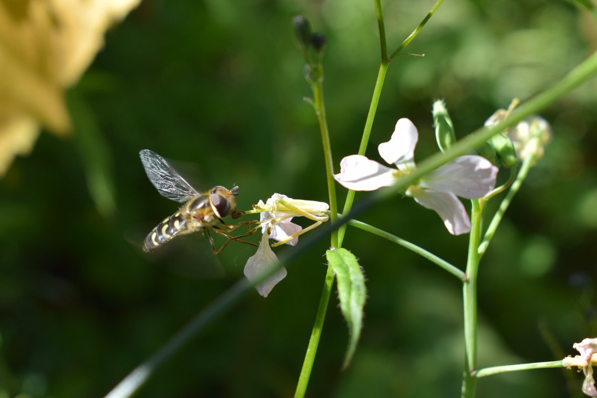 SamuelMarent's tweet photo. #Scaeva pyrastri, the pied #hoverfly,
Order: #Diptera
Family: #Syrphidae https://t.co/k3lgc4bU9O
