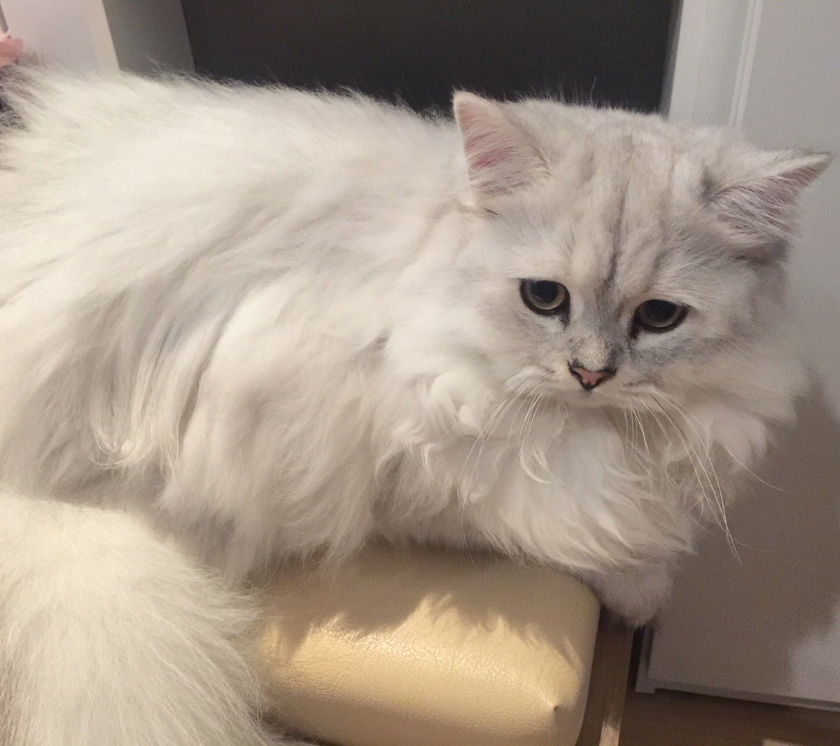 Bonusiie's tweet photo. ความขนแตก หยิก แห้งเสีย ชี้ฟู ไร้น้ำหนัก จัดทรงยาก https://t.co/D8OwzxVonM