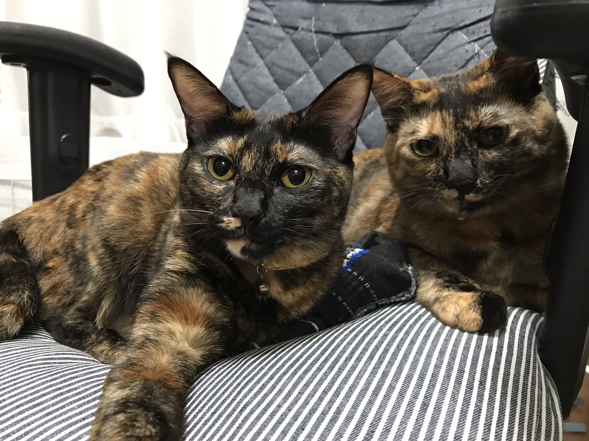 טוויטר まめ בטוויטר サビ猫の存在を知ったのは5年前 勤務先の近くで野良のサビ猫に出逢った はじめて見たその猫はとてもみすぼらしかったが なぜか忘れられない ネットで 検索 検索ワードは 猫 まだら 汚い サビ猫 と知った 知れば知るほどすっかり