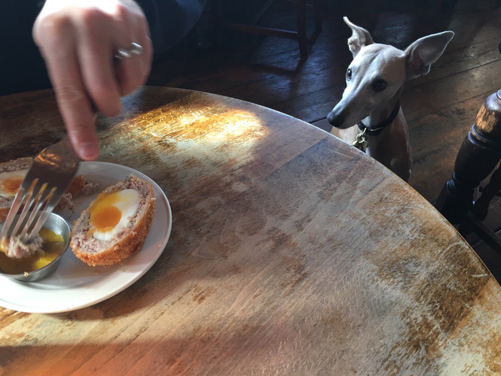 attention must be paid #scotchegg <a href="/TheBullandLast/">Bull & Last</a>