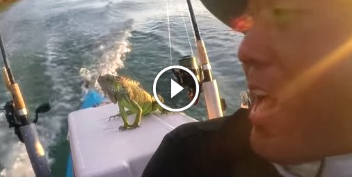 #Etonnant Il sauve un iguane perdu en pleine mer ☛ bit.ly/2hVpgGT