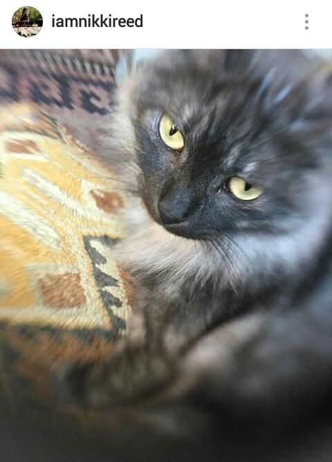 SmoldyAndAckles's tweet photo. #Somerholics We want to see your kid...pleasee!!!!
@iansomerhalder and @NikkiReed_I_Am  teasing like 😂😍🤣
BTW Sohalia &amp; Moke are 2 beauties❤️ https://t.co/iZVyXNk6U4