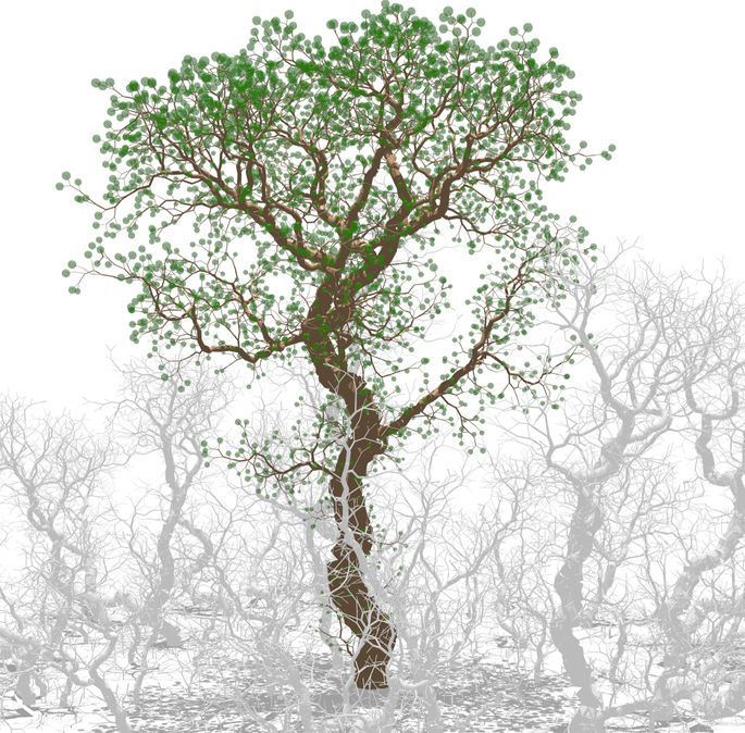 BioModelling's tweet image. It's uncommon to find such model as #MECHATREE that allowed us to simulate entire forests over long periods of time. buff.ly/2gPVH9E
