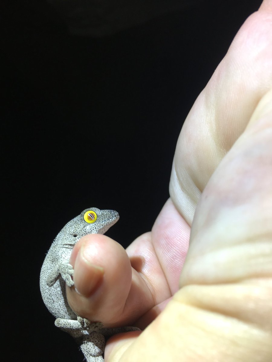 RattleCall's tweet image. Spiny-tailed gecko!