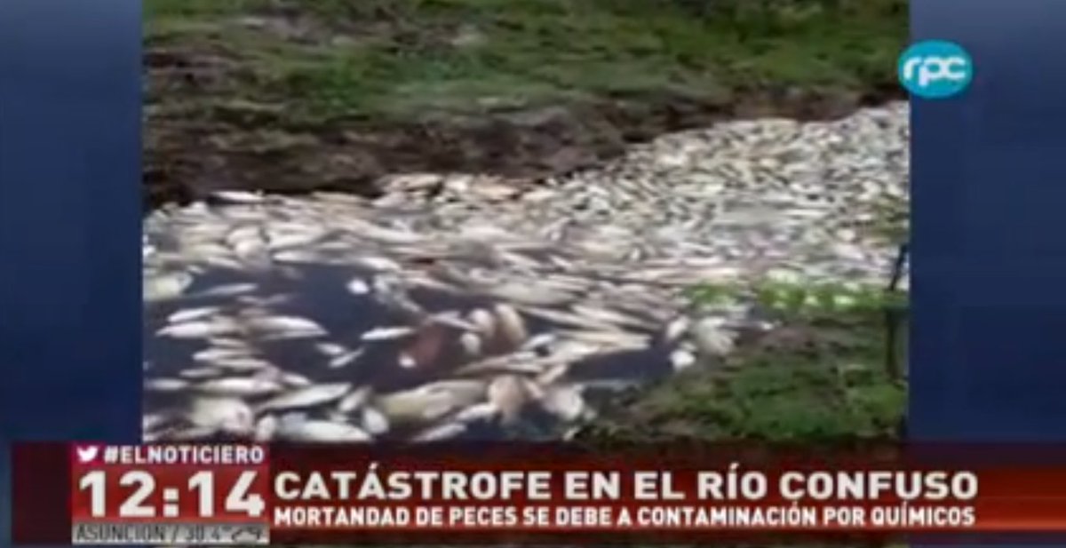 trecepy's tweet photo. La mortandad de peces en el Río Confuso se debe a intervención del hombre: los desechos tóxicos de las fábricas. #ElNoticiero https://t.co/qDfrKhSzhH