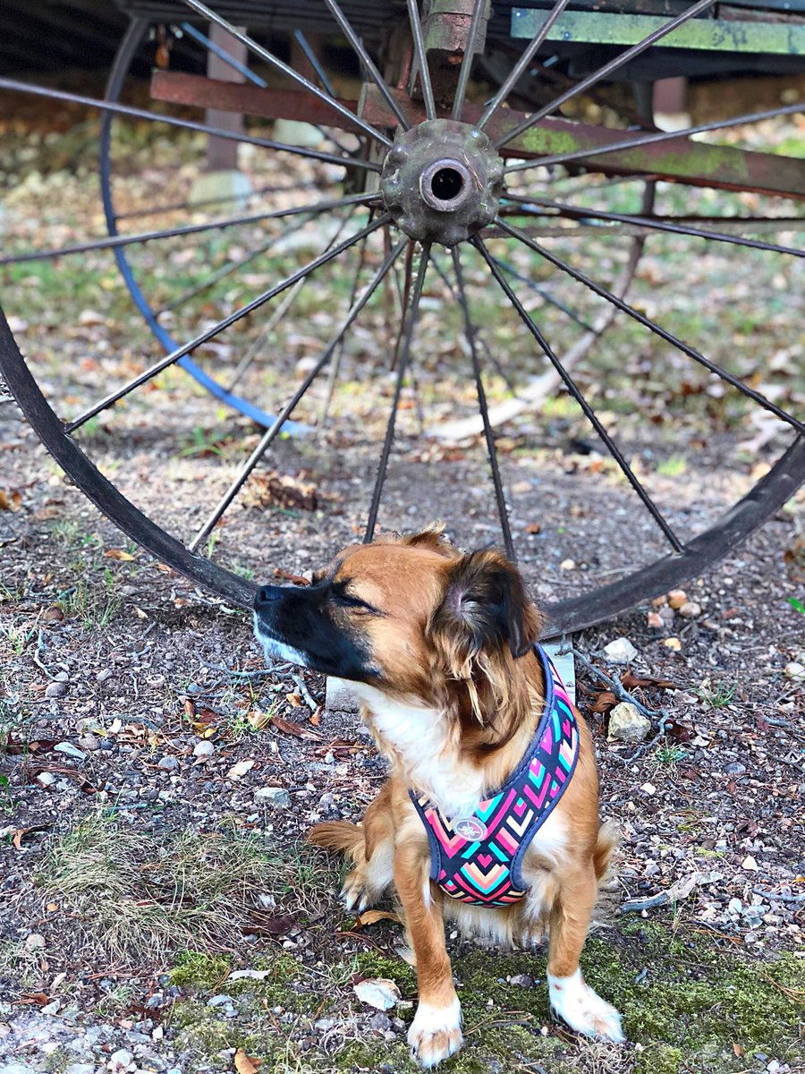 BarkCations's tweet photo. I love the smell of Fall in the air! Our cabin at @CaninsinBranson has plenty of space for me to run and play! #Barkcations #ad https://t.co/lcXEwFRrhH
