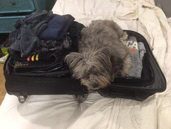 You know you are traveling too much when one of your dogs try's to get in your suitcase.