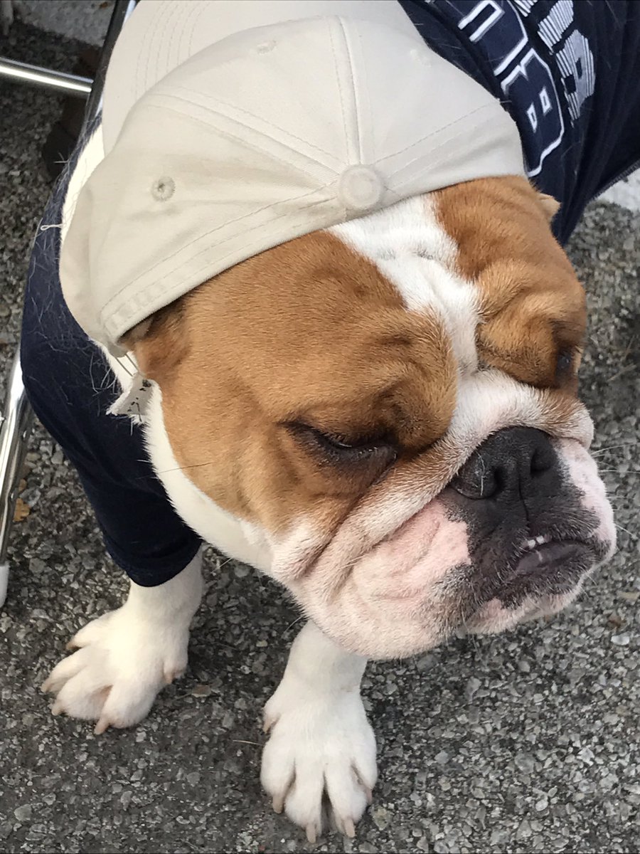 BitsOfKibble's tweet photo. The sun is up and the bulldogs are wearing their finest. Must be #BUHOCO17 https://t.co/lMqytIvZdc