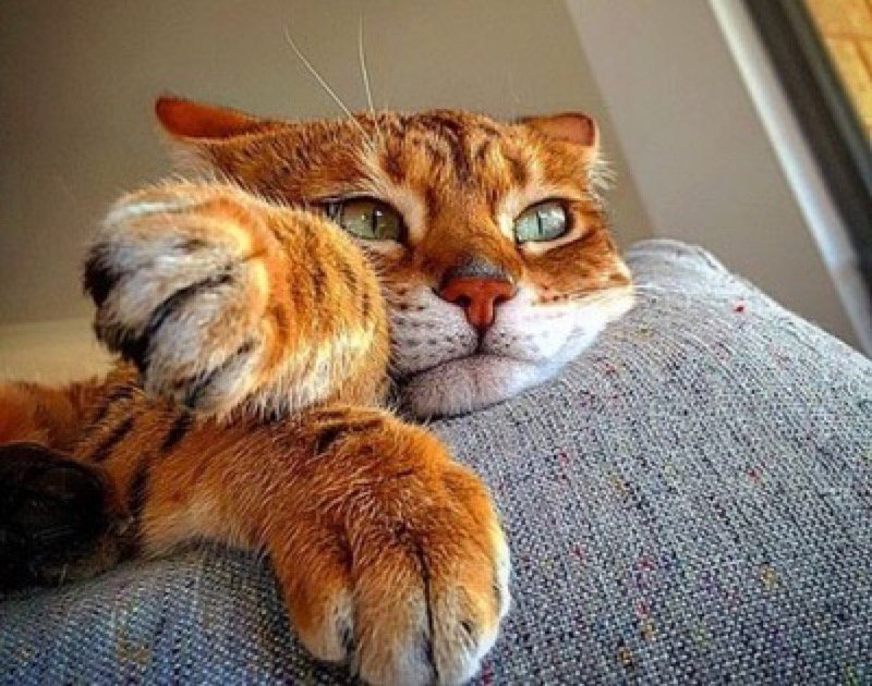 Meteoro Ranger tweet media