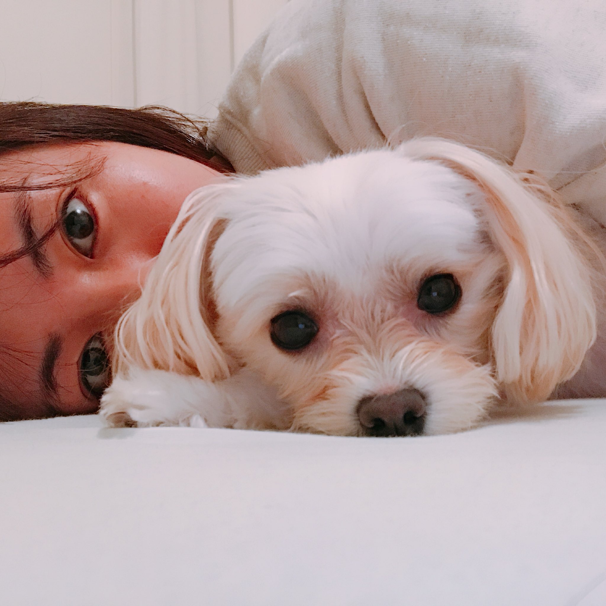 磯山さやか ここ最近 人や動物の悲しいニュースに影響を受けてしまったのか 身体にガタが ﾉd 思いの外 ダメージを受けてました ツイートごめんなさい 愛犬に癒されてます T Co Elnrmil0uj Twitter