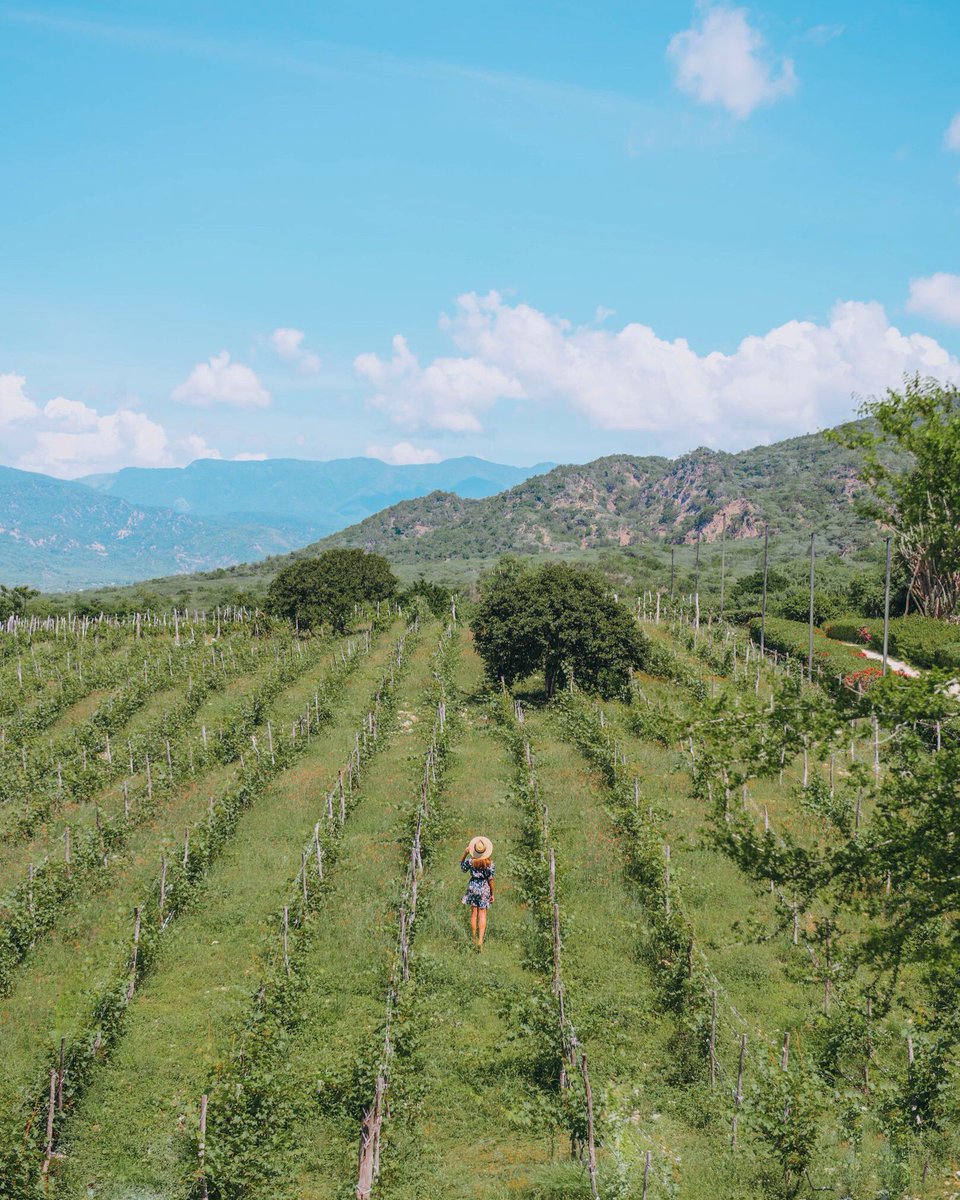 Happy Saturday! Did you know there is a winery in the Dominican Republic at <a href="/OcoaBay/">OcoaBay 🇩🇴</a>??  🍇🍷 #dominicanrepublic <a href="/GoDomRep/">Dominican Republic</a>