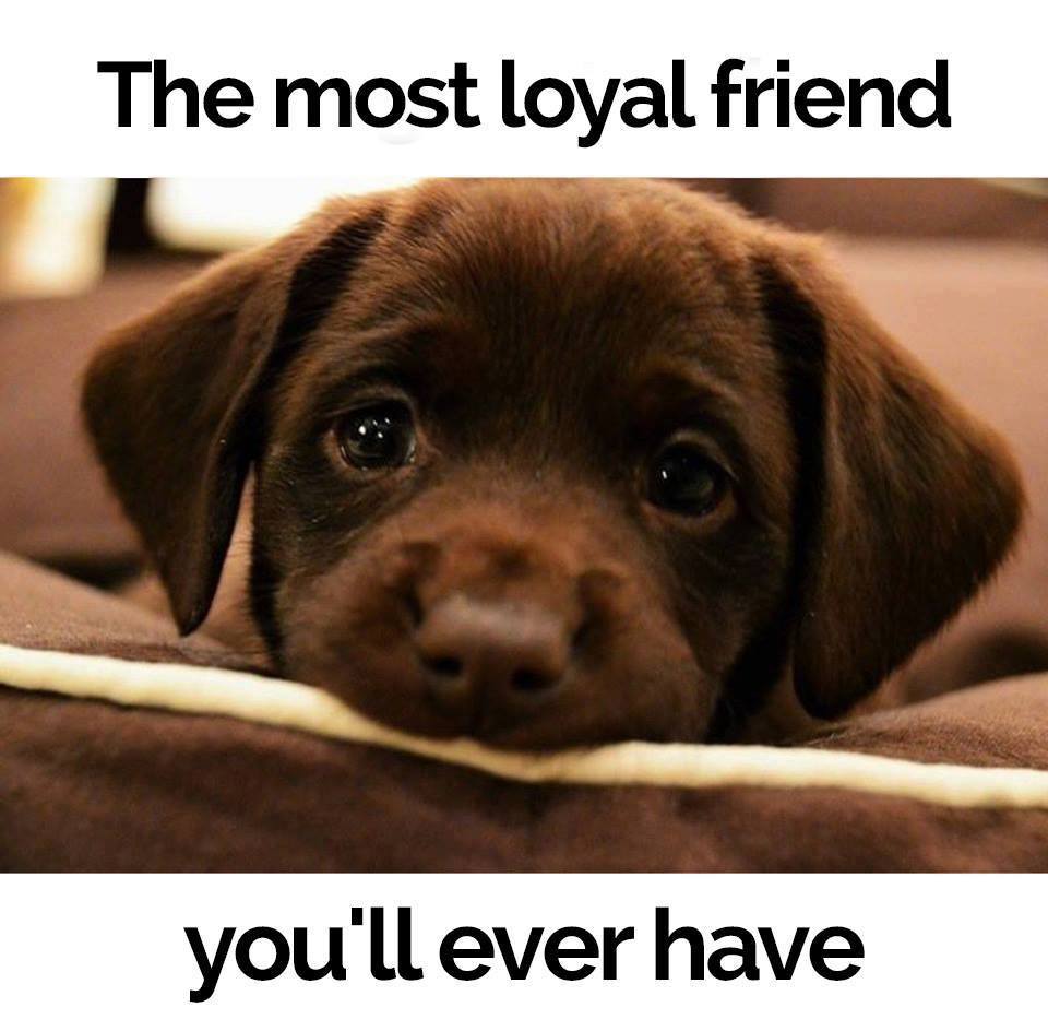 DogOwnersGlobal's tweet photo. We're lucky to have such loyalty....🐶❤️ #Dogs #DogsOfTwitter #Doglove #Loyal https://t.co/C5XhW8pZsQ