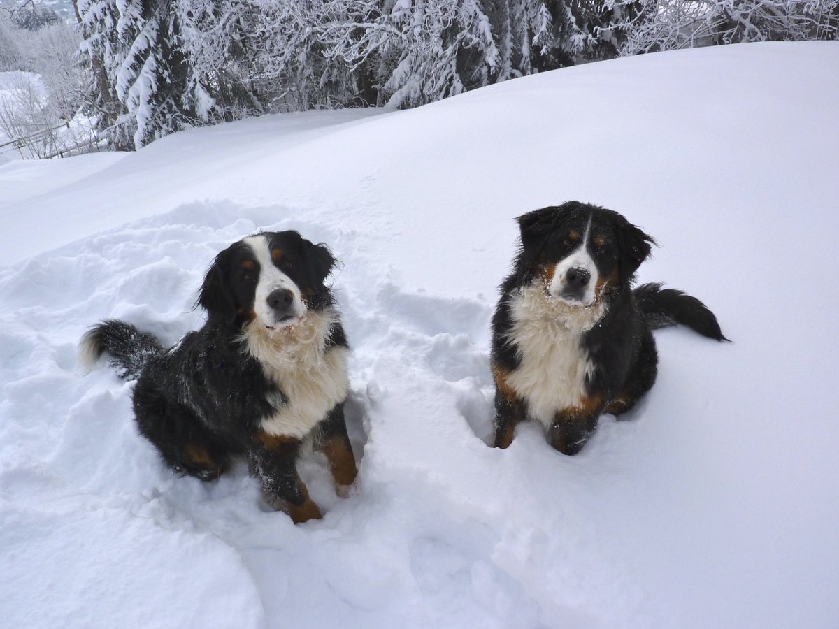chaletblackbird's tweet photo. @DameFrusquin @FSMegeve Bonjour Nemo. Bienvenue dans le club des bouviers bernois de #megeve ! https://t.co/5U72aaG2wk