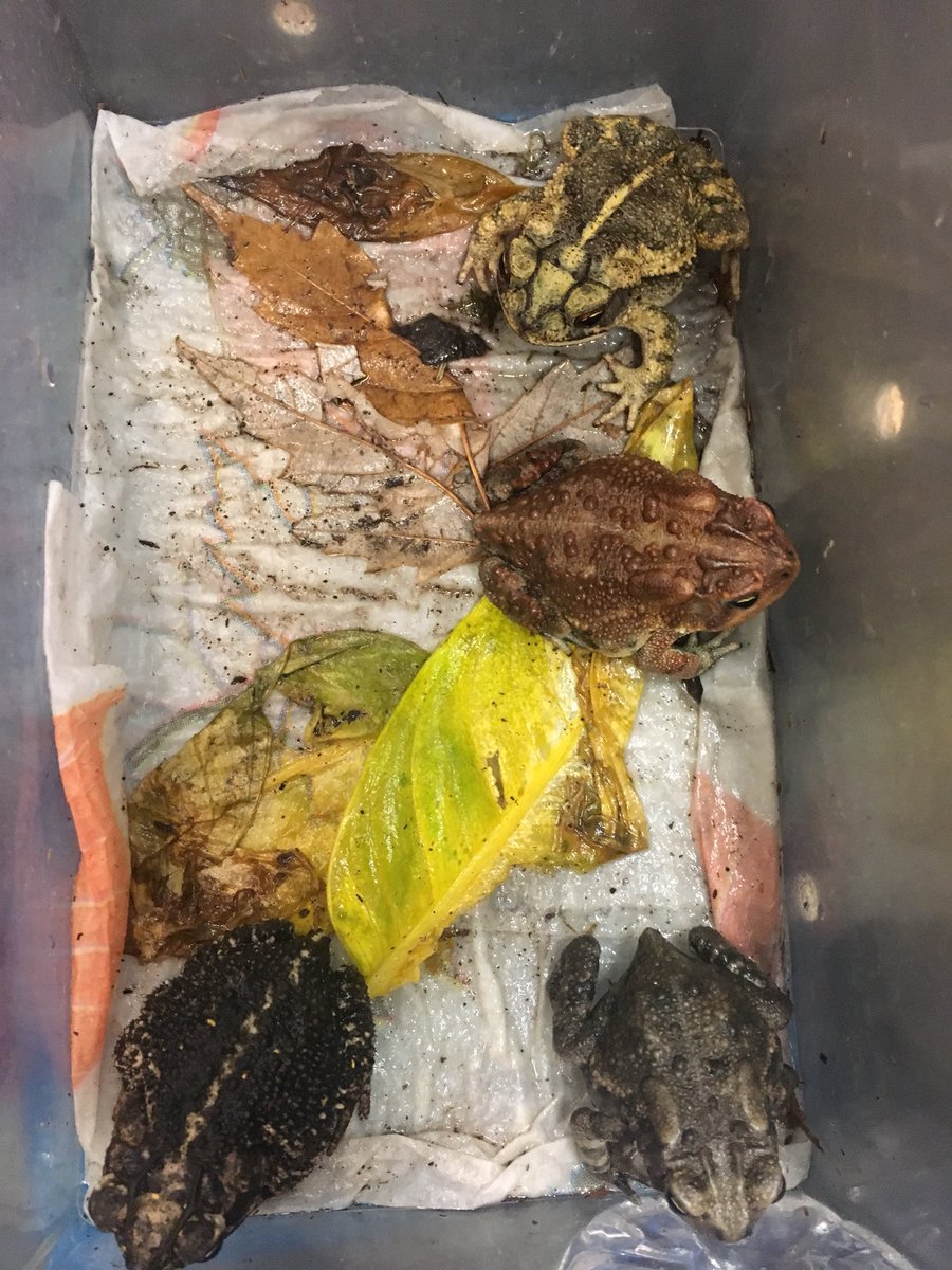animalwonders's tweet photo. Come see the diversity of toad species Friday Oct 27 at Holden Library @trailsregional 10 AM #amphibians #AnimalWonders #toads https://t.co/74BGlC7GHn