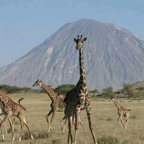 OnkendiCalvin's tweet photo. Summit Mt.Kilimanjaro the second highest mountain in the world,The only free standing mountain in the world just on affordable budget. https://t.co/vAOsTSgSo8