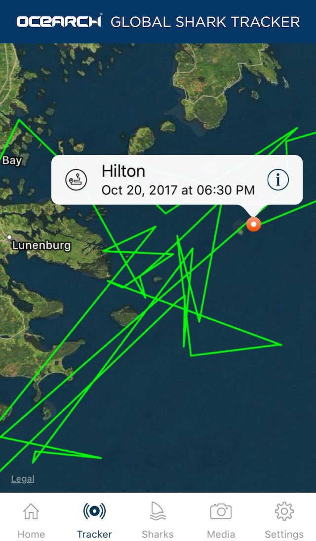 track deep blue shark track deep blue shark