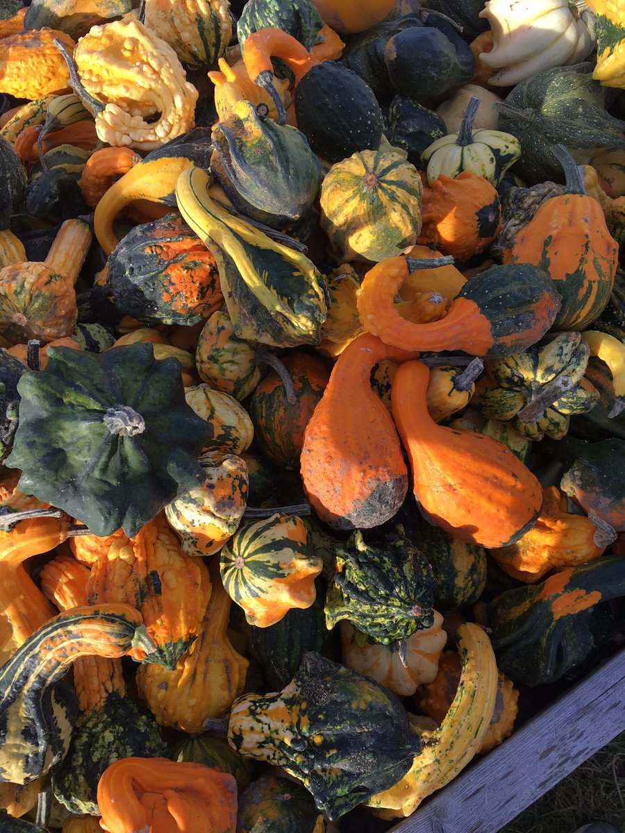 SCanadaPhoto's tweet photo. Great morning for pumpkin picking @GoodPumpkins with the #family https://t.co/pErgfAuvh5