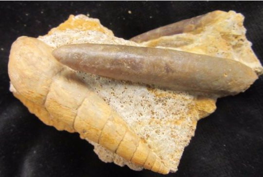 ForeshoreFossil's tweet image. Superb Gastropod Shell Specimen Called Turritella Turebra Accompanied By Belemnites 0237:

foreshorefossils.com/product/gastro…

#LoveFossils