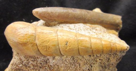 ForeshoreFossil's tweet image. Superb Gastropod Shell Specimen Called Turritella Turebra Accompanied By Belemnites 0237:

foreshorefossils.com/product/gastro…

#LoveFossils