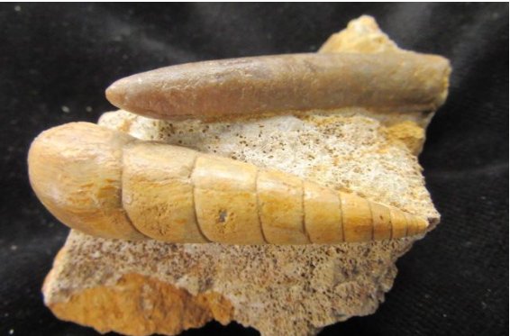 ForeshoreFossil's tweet image. Superb Gastropod Shell Specimen Called Turritella Turebra Accompanied By Belemnites 0237:

foreshorefossils.com/product/gastro…

#LoveFossils