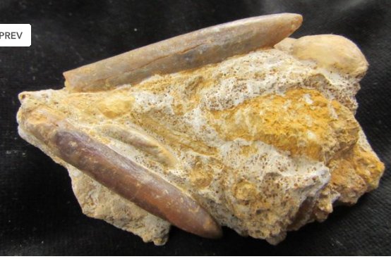 ForeshoreFossil's tweet image. Superb Gastropod Shell Specimen Called Turritella Turebra Accompanied By Belemnites 0237:

foreshorefossils.com/product/gastro…

#LoveFossils