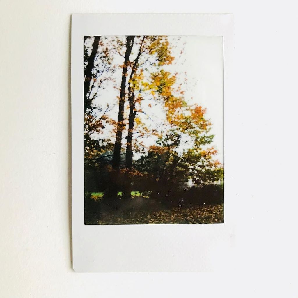 soforthorst's tweet photo. Herbstlich #tag294 #herbstbaum #365sofort #soforthorst #instax #leicasofort @photoauge https://t.co/mblNnokG3X https://t.co/Tze99K9gmV