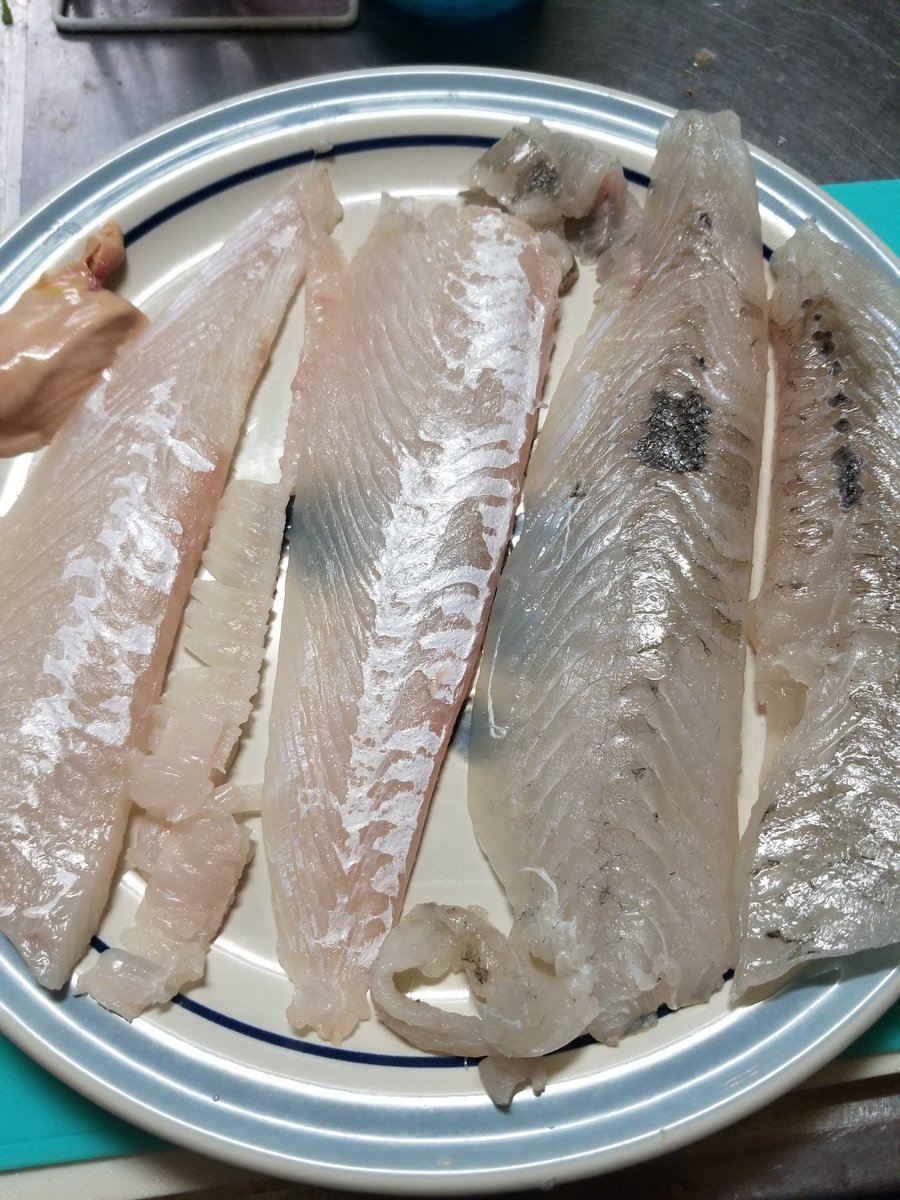 Ma2bon 釣りいろは 釣りよか 嫁さんのお友達から でかヒラメをもらいました いろはの動画を見ながら初の５枚下ろし エンガワの皮引きむずかったっす 刺身 肝じょうゆ と皮湯引き ポン酢 うまかった T Co Bgsjx0f1yq T Co