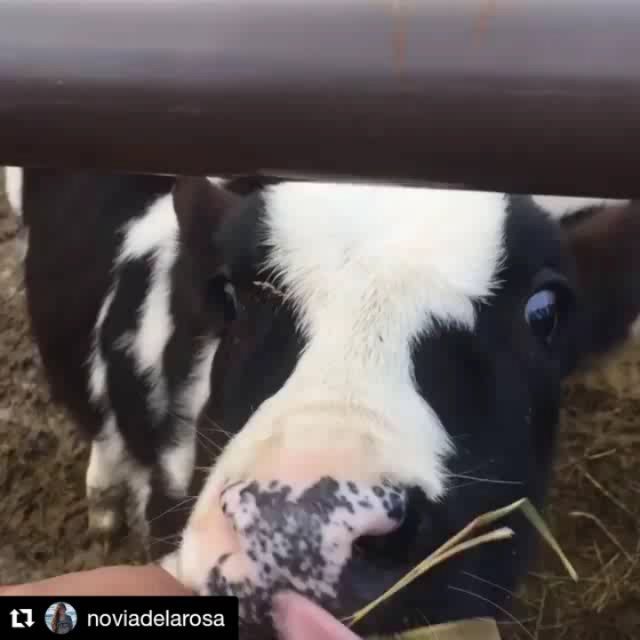 PlumperPumpkins's tweet photo. @noviadelarosa
・・・
Where I spent most of our time at the pumpkin patch 🐮🎃
#cows #babycows #calves #socute #pumpkinpatch #autumn #fall #plum… https://t.co/qyySuOflWn
