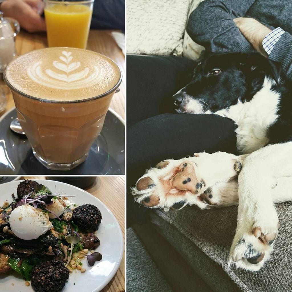 Kutoyx's tweet photo. It's that kind of day : coffee/brunch/dog cuddles 😍 #coffee #dog #brunch #twoboysbrew #latte #baristastyle #stuffe… https://t.co/DxOUgCWFC5 https://t.co/zTJOmotGlD