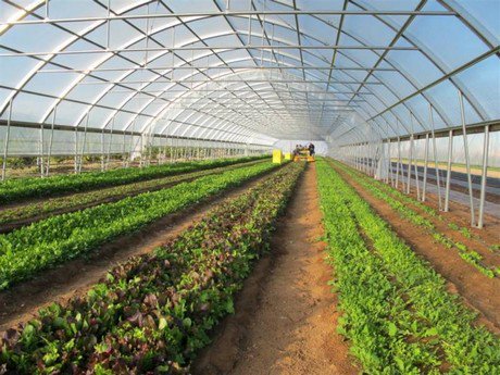 Pakistan: Punjab government begins to provide high tunnel subsidies hortidaily.com/article/38555/… https://t.co/AwVq0d0gWO