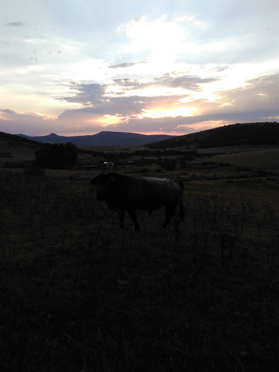 Alcocerslp's tweet photo. El rey a contraluz. #Magnificencia #Torobravo #Montecaldera #Semental https://t.co/El6ss1NaTA