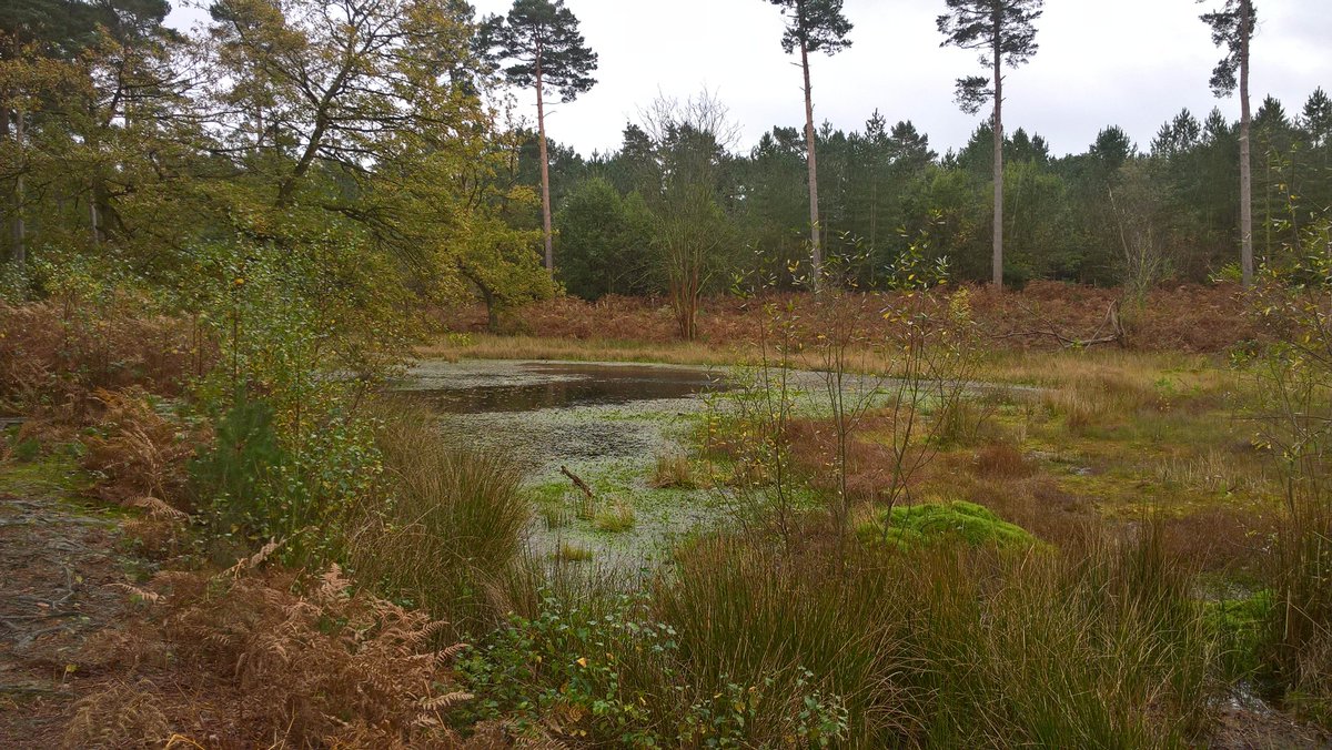 UoCWildSociety's tweet photo. What a great day at Delamere forest! #ChesterWild #MyChesterStory #Wildlife https://t.co/GnnOvjlgN4