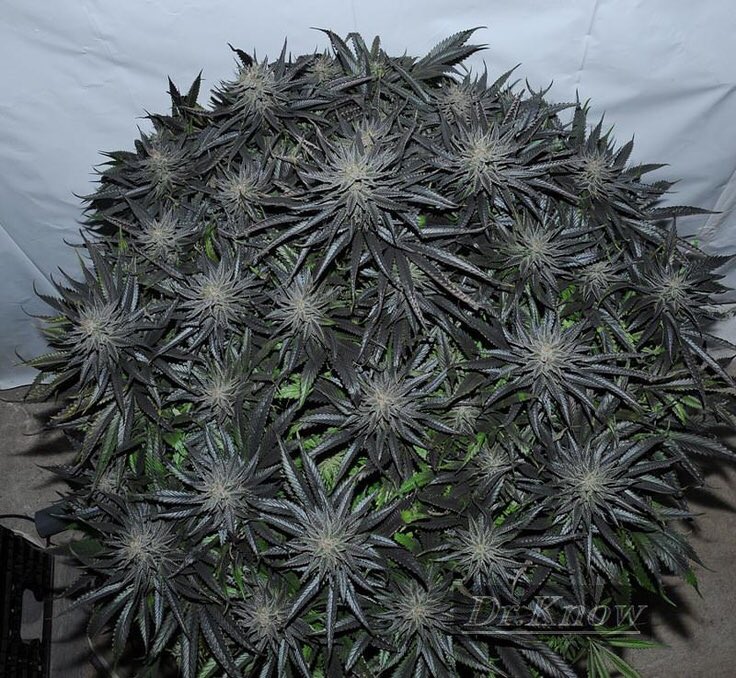 Box_Pipe's tweet image. Elvira strain  #techradio