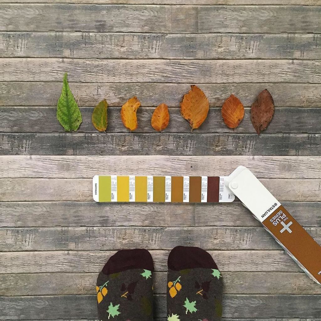 HappySofficial's tweet photo. Happy shades of fall. 🍁🍂📷@stailuan #HappySocks #HappinessEverywhere https://t.co/Cjpet4JUyU https://t.co/Quvdg4KTT6
